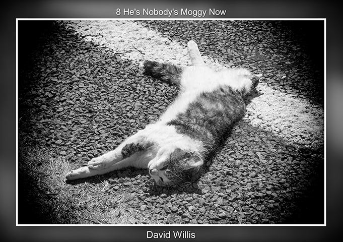 David Willis